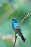Image. Green Violetear
