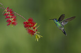 Image. Green Violetear