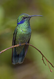 Image. Green Violetear