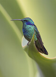 Image. Green Violetear