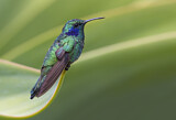 Image. Green Violetear