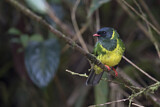 Image. Green-and-black Fruiteater