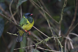 Image. Green-and-black Fruiteater