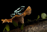Image. Green-and-black poison dart frog