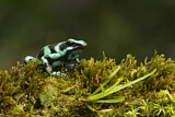 Image. Green-and-black poison dart frog