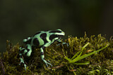 Image. Green-and-black poison dart frog