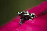 Image. Green-and-black poison dart frog