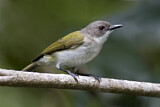 Image. Green-backed Gerygone
