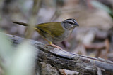Image. Green-backed Sparrow