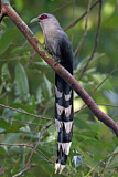 Image. Green-billed Malkoha