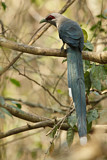 Image. Green-billed Malkoha