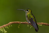 Image. Green-crowned Brilliant