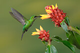 Image. Green-crowned Brilliant