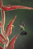 Image. Green-crowned Brilliant
