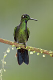 Image. Green-crowned Brilliant