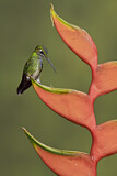 Image. Green-crowned Brilliant