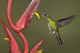 Image. Green-crowned Brilliant