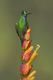 Image. Green-crowned Brilliant