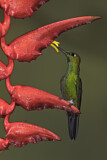 Image. Green-crowned Brilliant