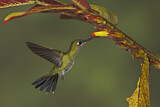 Image. Green-crowned Brilliant