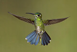 Image. Green-crowned Brilliant