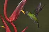 Image. Green-crowned Brilliant