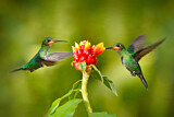 Image. Green-crowned Brilliant