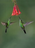 Image. Green-crowned Brilliant