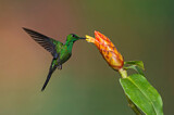 Image. Green-crowned Brilliant