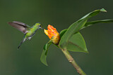 Image. Green-crowned Brilliant