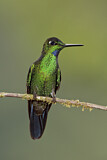 Image. Green-crowned Brilliant