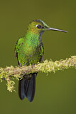 Image. Green-crowned Brilliant