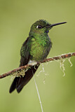 Image. Green-crowned Brilliant
