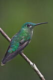 Image. Green-crowned Brilliant