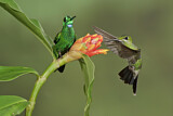 Image. Green-crowned Brilliant