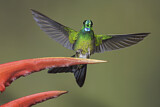 Image. Green-crowned Brilliant