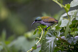 Image. Green-headed Sunbird