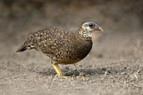 Image. Green-legged Partridge