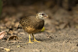 Image. Green-legged Partridge