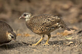 Image. Green-legged Partridge