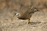 Image. Green-legged Partridge