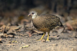 Image. Green-legged Partridge