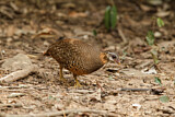 Image. Green-legged Partridge