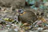 Image. Green-legged Partridge