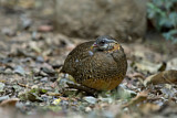 Image. Green-legged Partridge