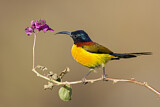 Image. Green-tailed Sunbird