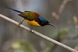 Image. Green-tailed Sunbird