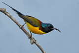 Image. Green-tailed Sunbird