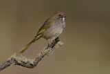 Image. Green-tailed Towhee
