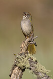 Image. Green-tailed Towhee